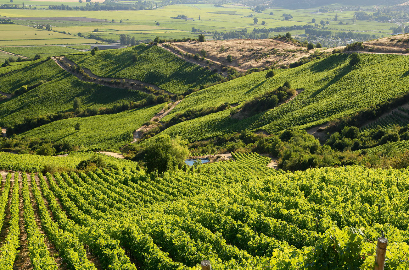 Montes, Apalta Valley, Chile