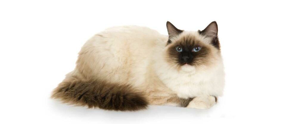 Ragdoll