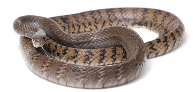 Rat Snake