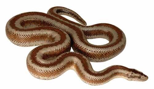 Rosy Boa