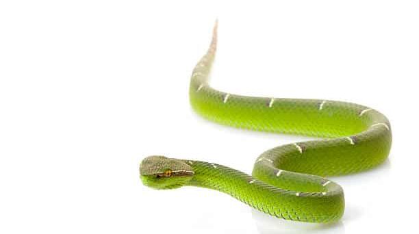 Rough Green Snake