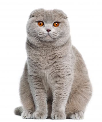 Scottish Fold