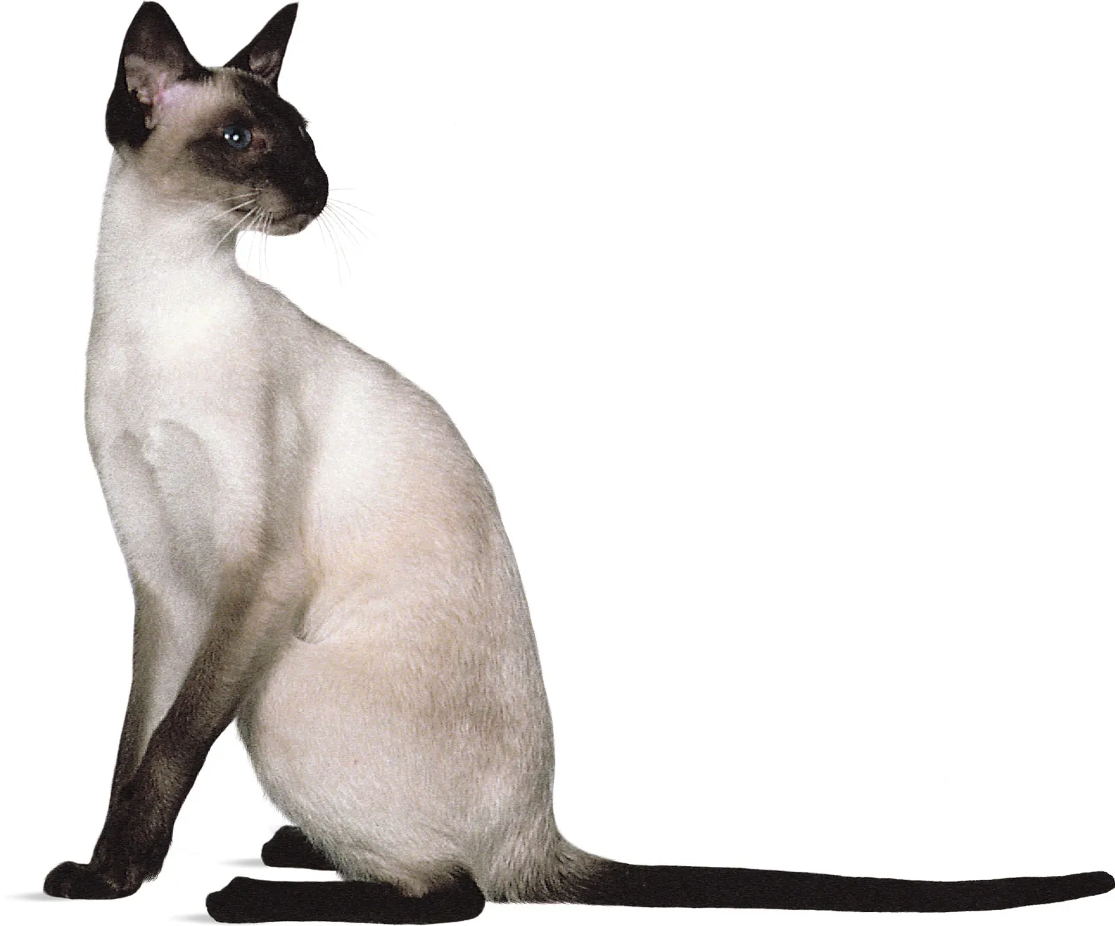 Siamese