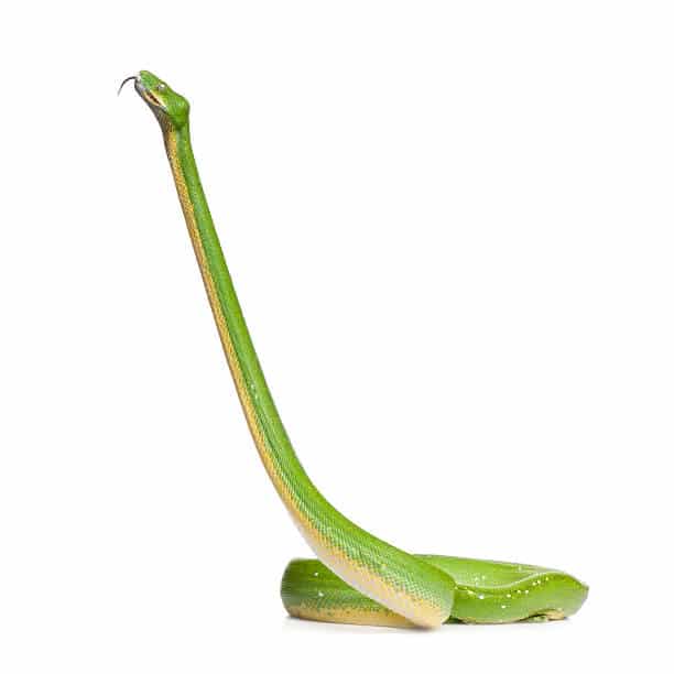 Smooth Green Snake