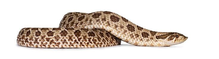 Western Hognose Snake