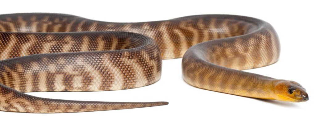 Woma Python