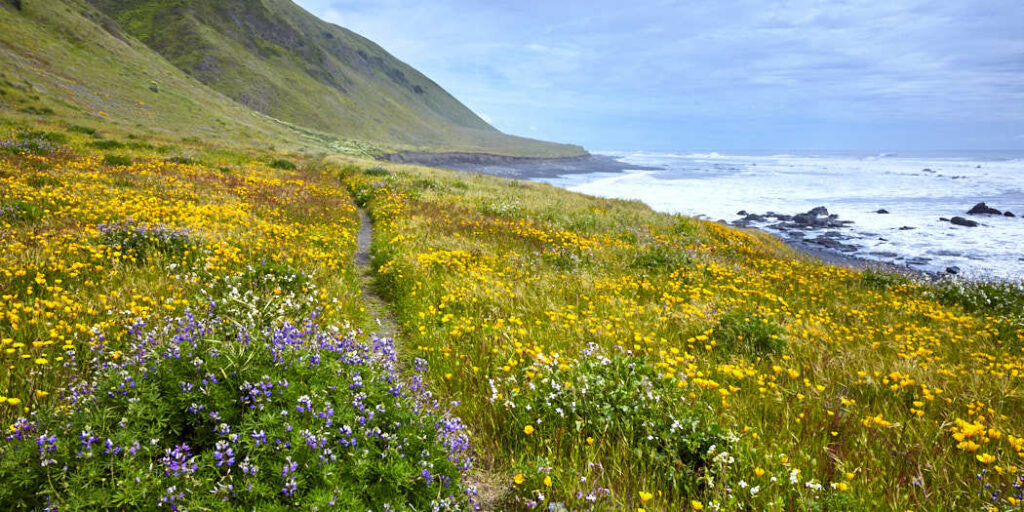 Lost Coast Trail