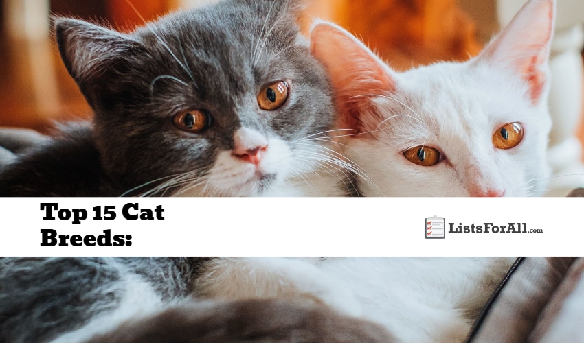 Best Cat Breeds