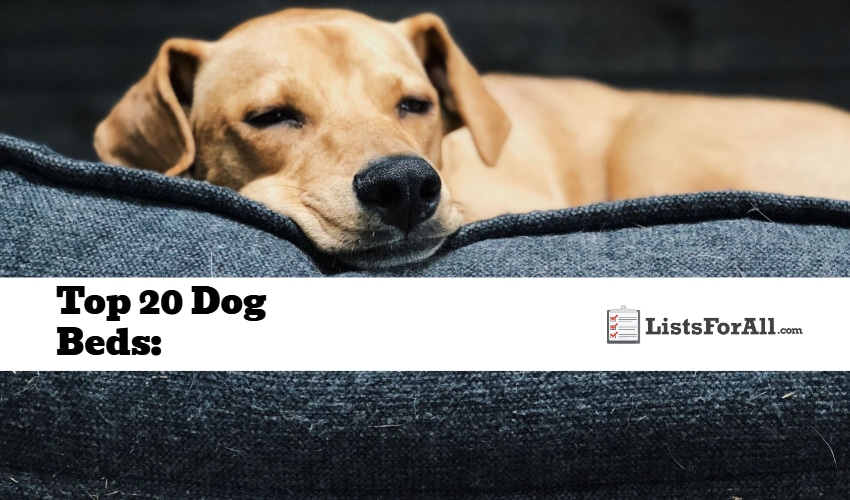 Best Dog Beds