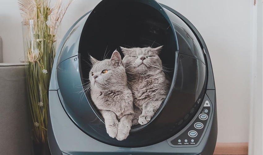 Top Cat Litter Boxes