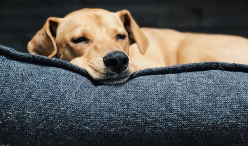 Top Dog Beds