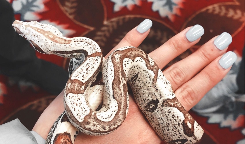 Top Pet Snakes