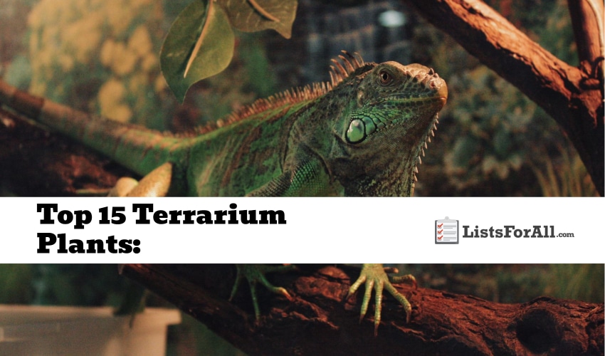 Best Terrarium Plants