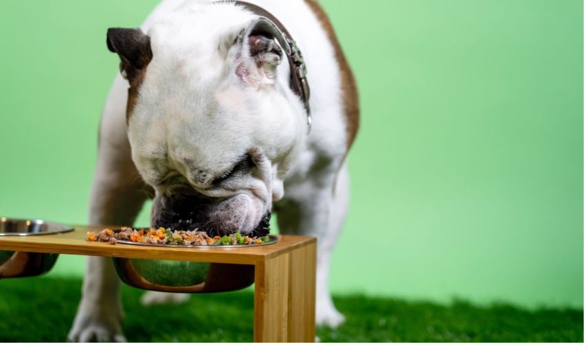 Healthiest Dog Food Brands (1)