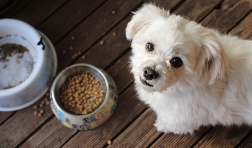 Top Dog Food Brands for Puppies