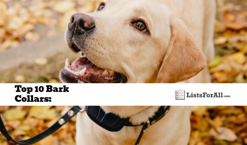 Best Bark Collars