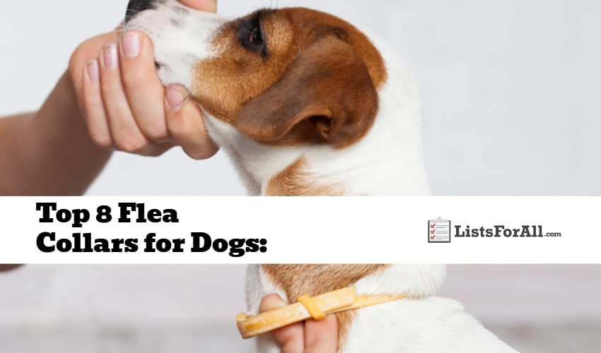 Best Flea Collars for Dogs