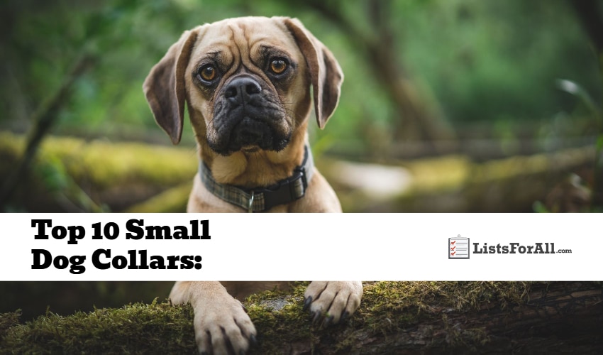 Best Small Dog Collars