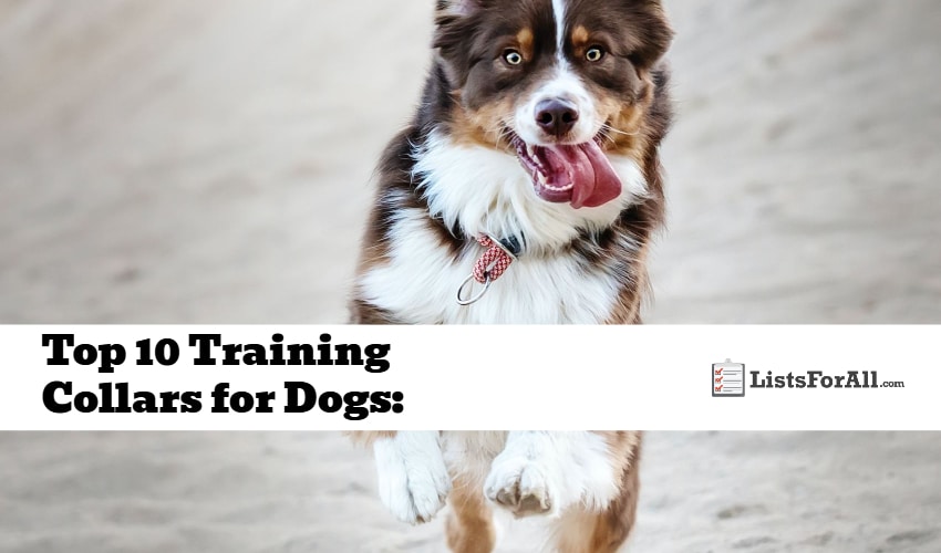 Best Training Collars for Dogs