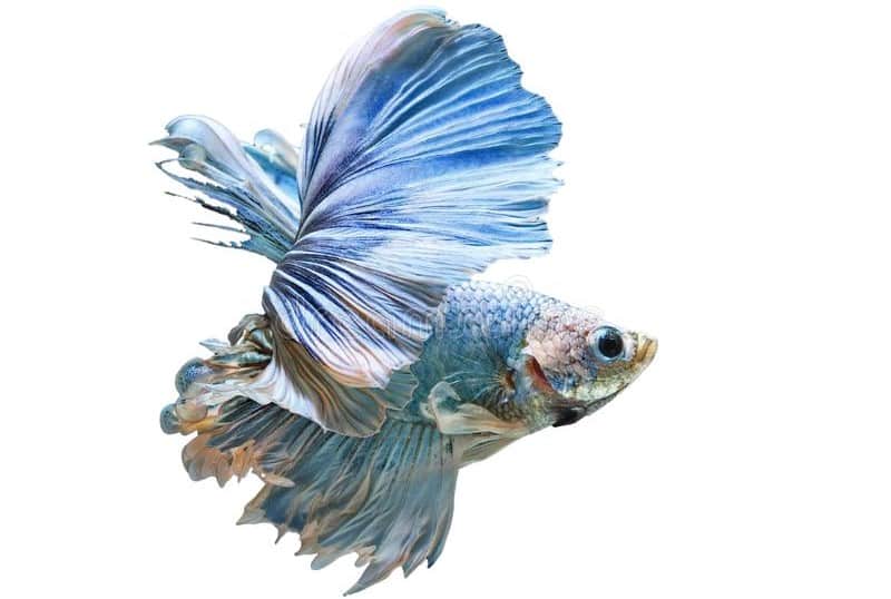 Betta Fish