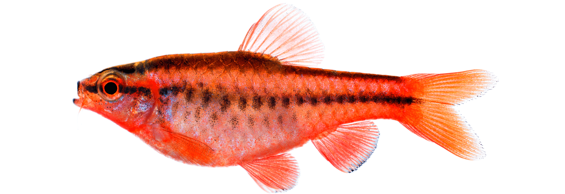 Cherry Barb