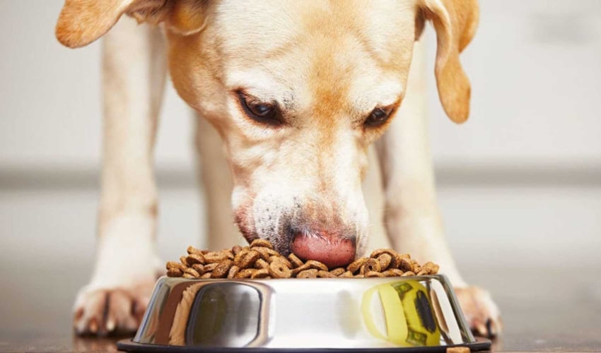 Top Dog Foods for Older Dog