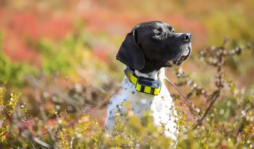 Top GPS Tracking Collars