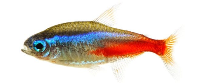 Neon Tetra