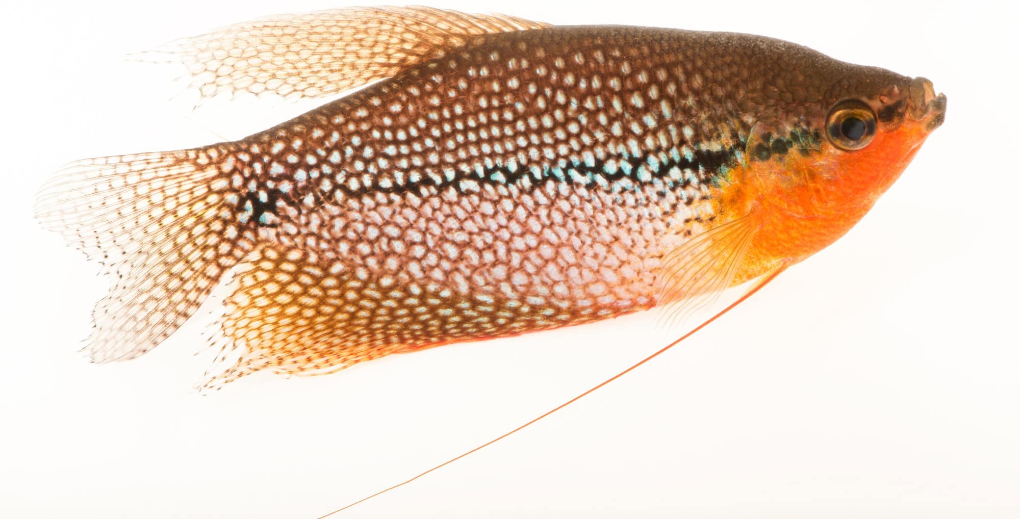 Pearl Gourami