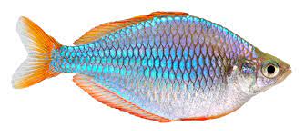 Rainbowfish