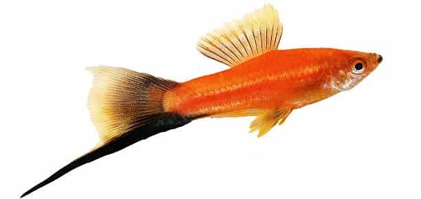 Swordtail Fish