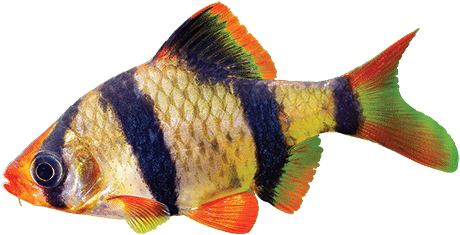 Tiger Barb