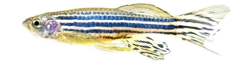 Zebra Fish