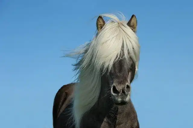 horse, pony, animal