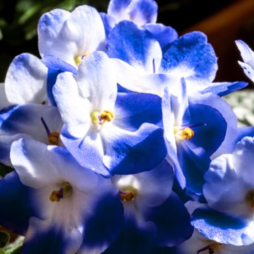 African Violet
