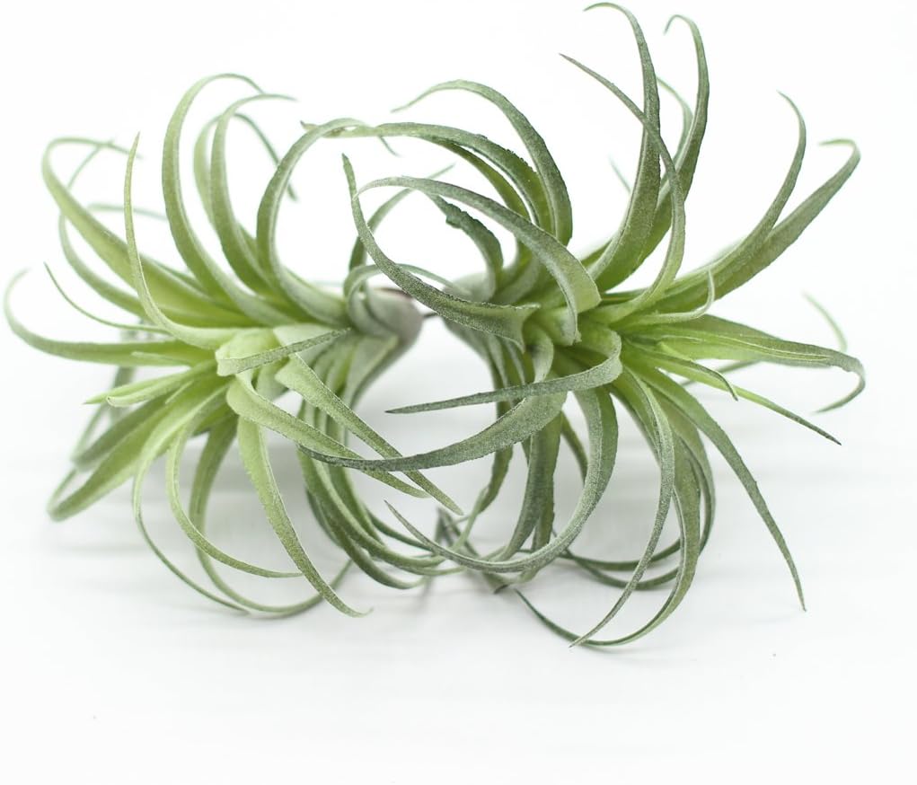 Air Plants (Tillandsia)
