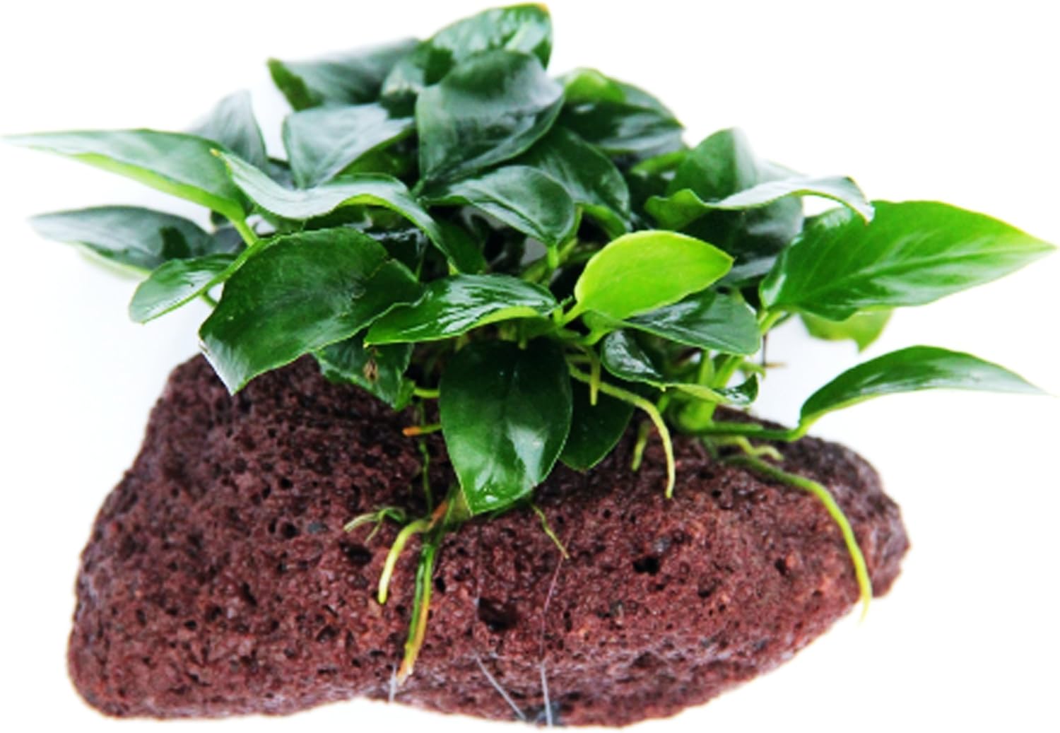 Anubias