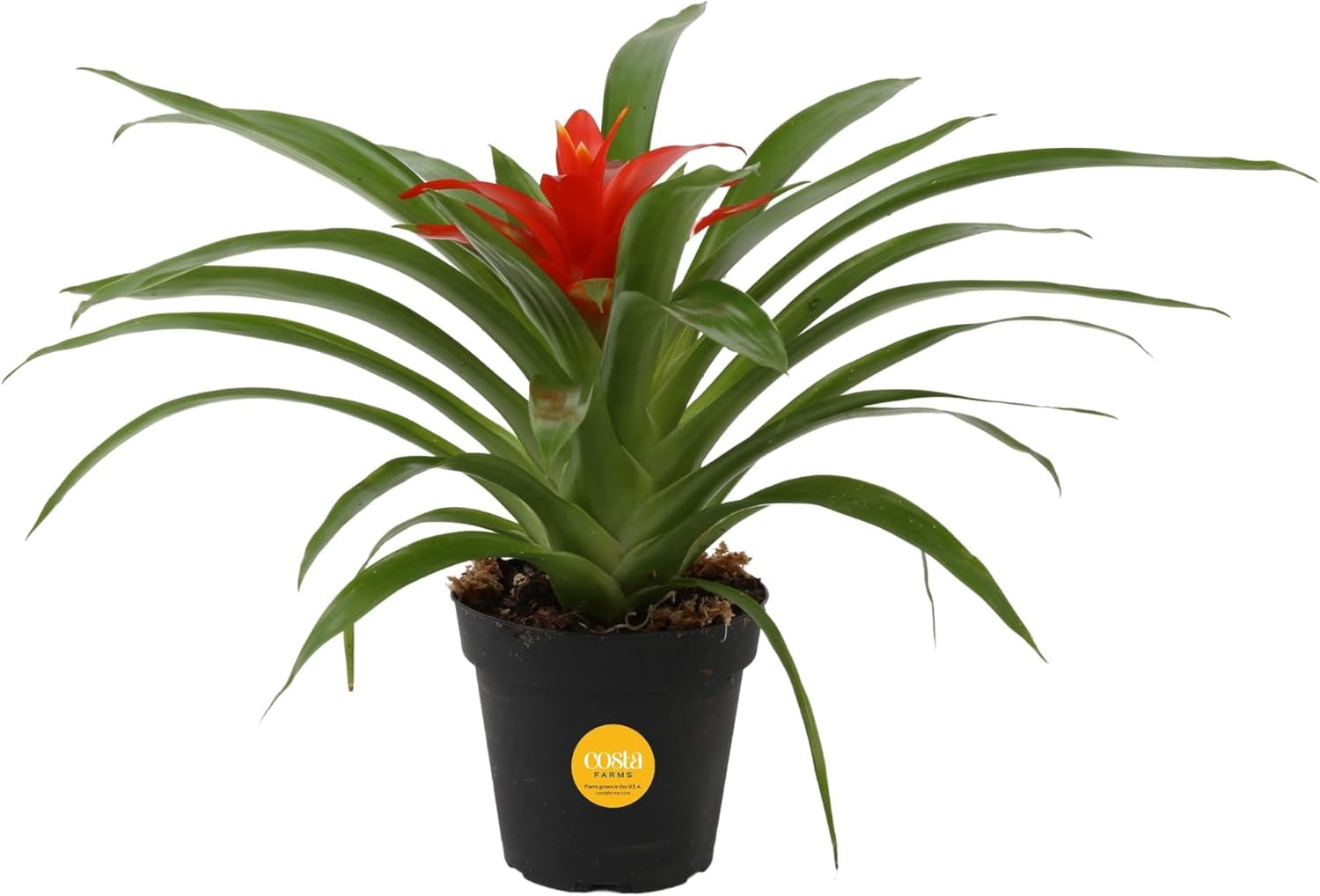 Bromeliad