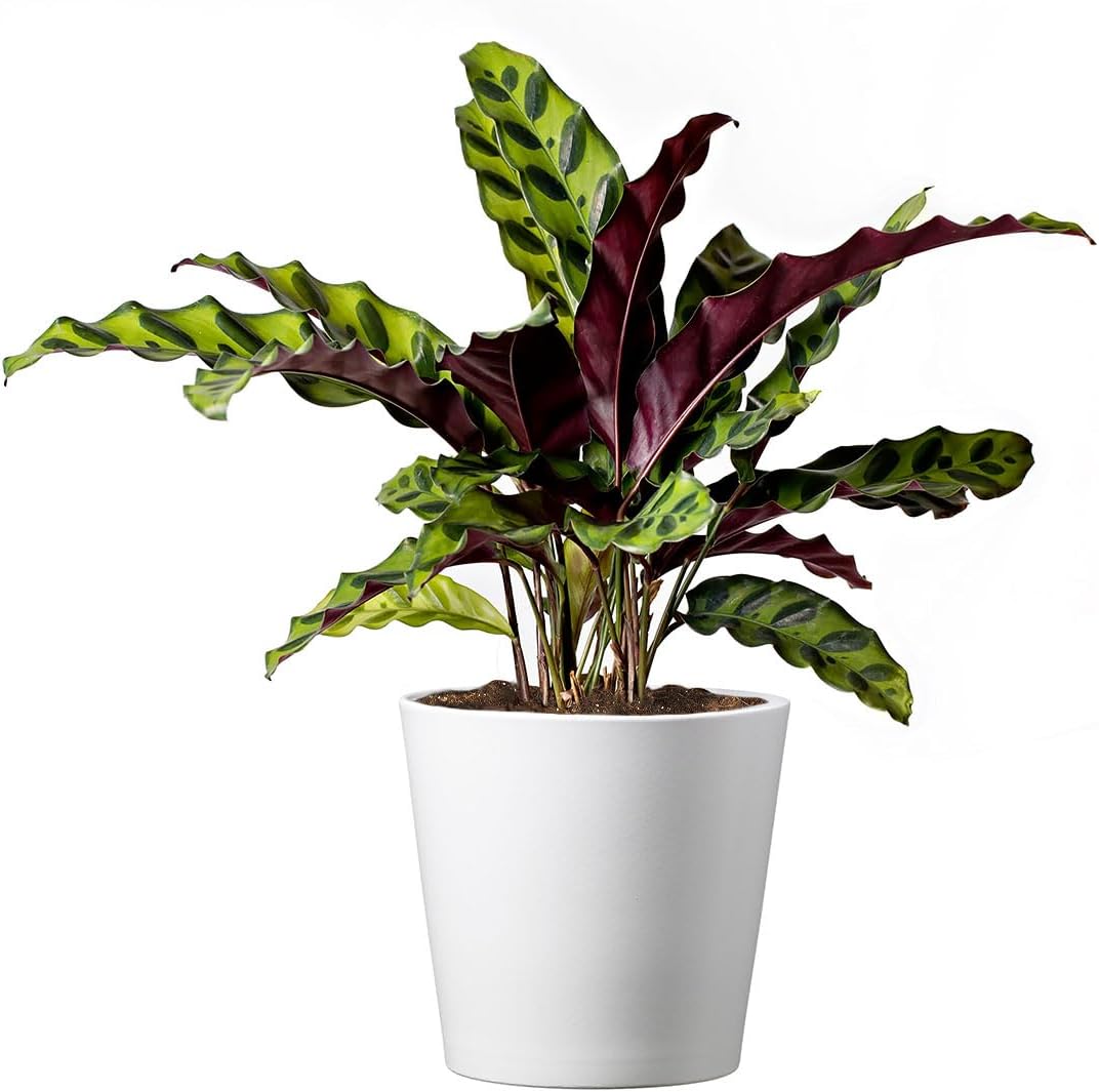 Calathea
