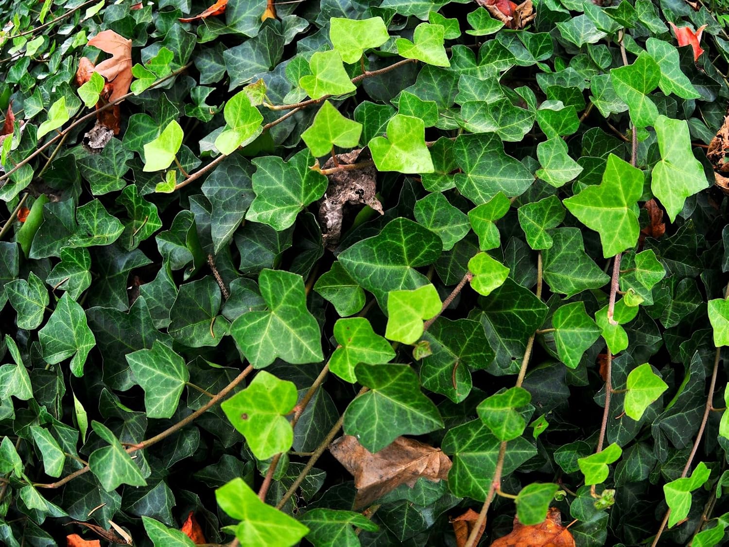 English Ivy