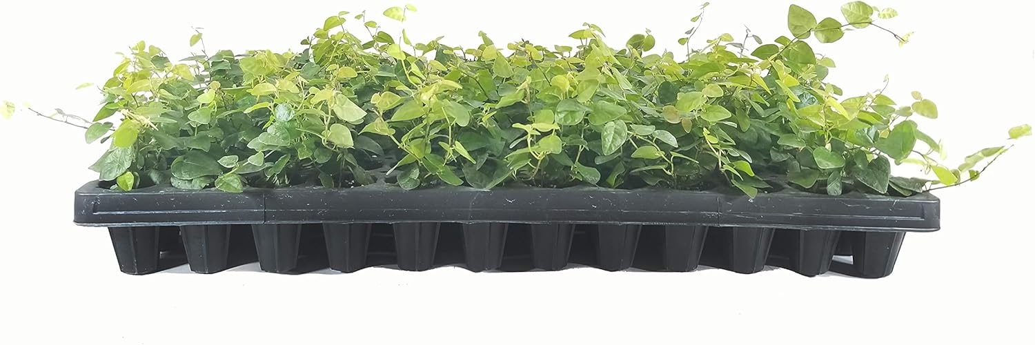 Ficus pumila (Creeping Fig)