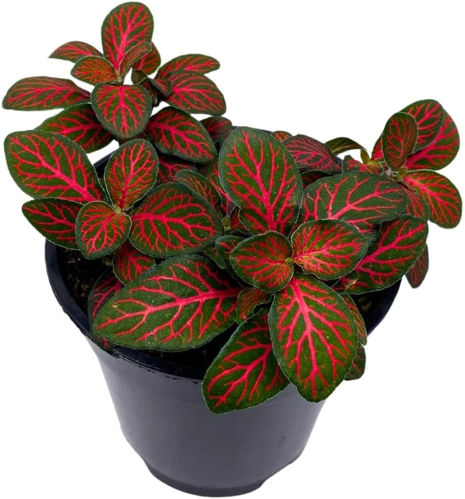 Fittonia (Nerve Plant)