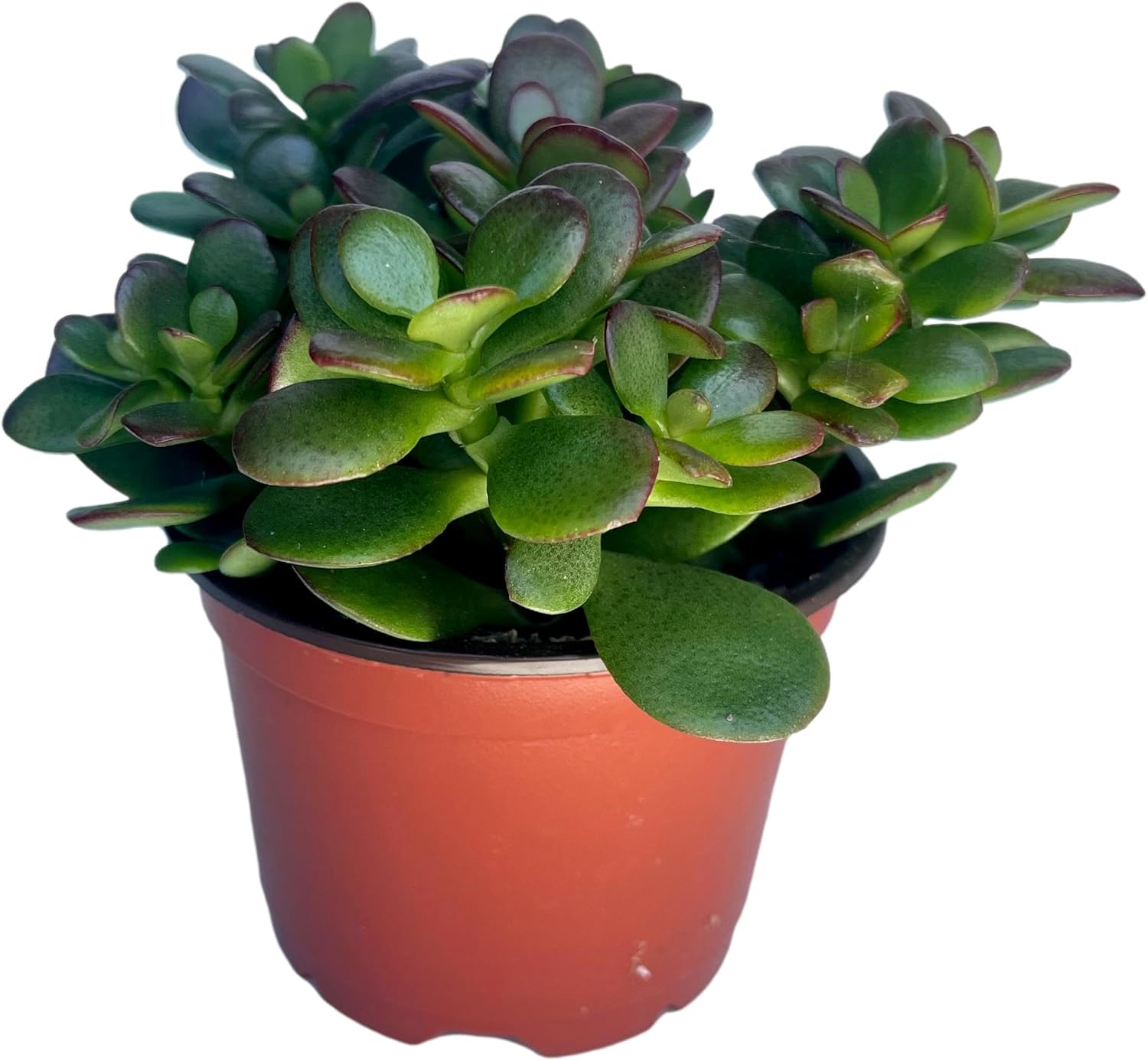 Jade Plant
