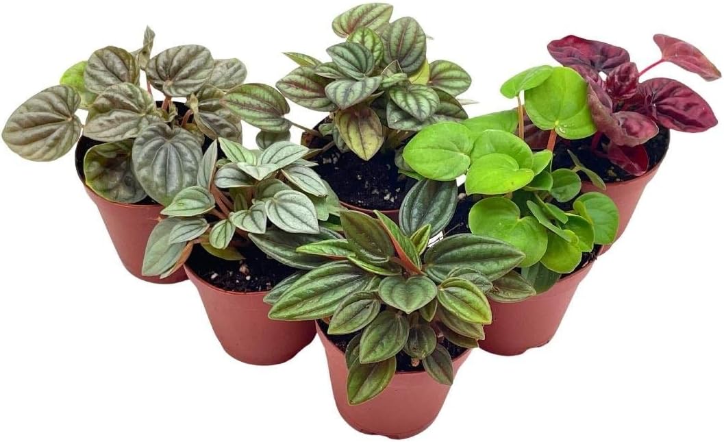 Peperomia