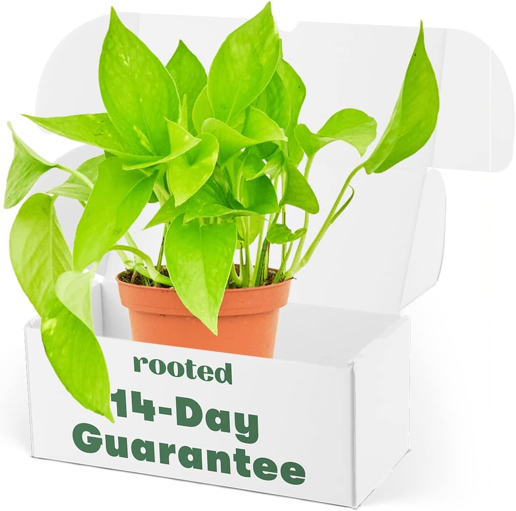 Pothos (Epipremnum aureum)