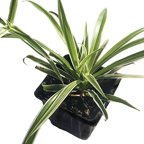 Spider Plant (Chlorophytum comosum)