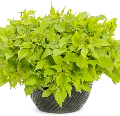 Sweet Potato Vine