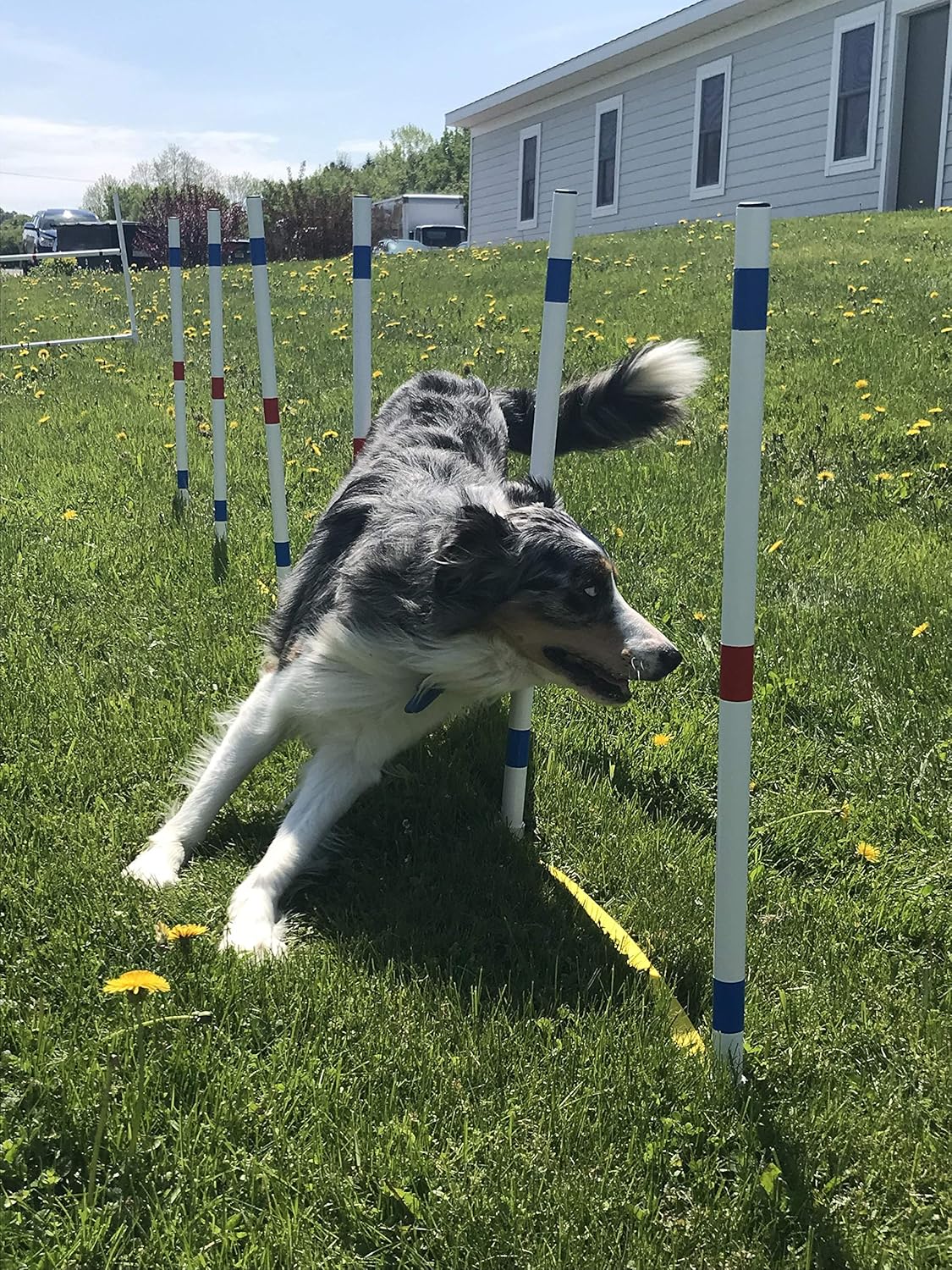 Dog Agility Shop Weave Pole Set