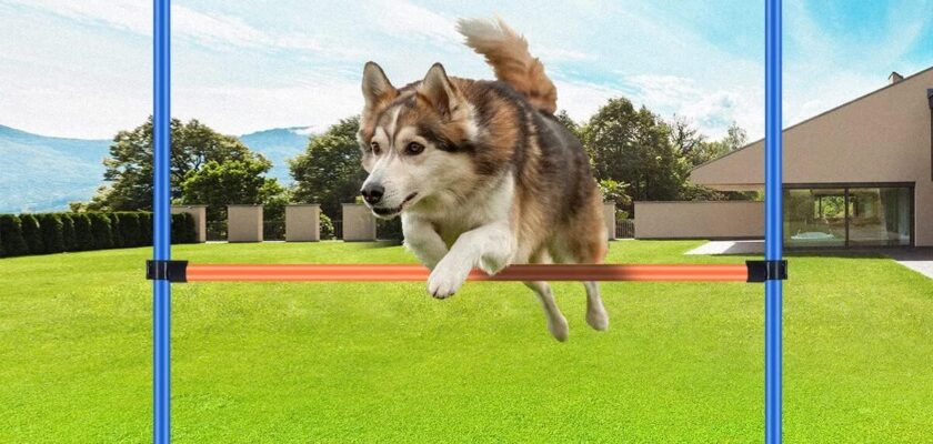 Pawise Dog Agility Training Set